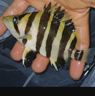 Kangar Indonesian three striped tiger seedling