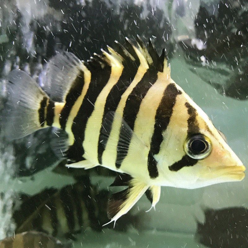 Kangar Indonesian four striped tiger seedling